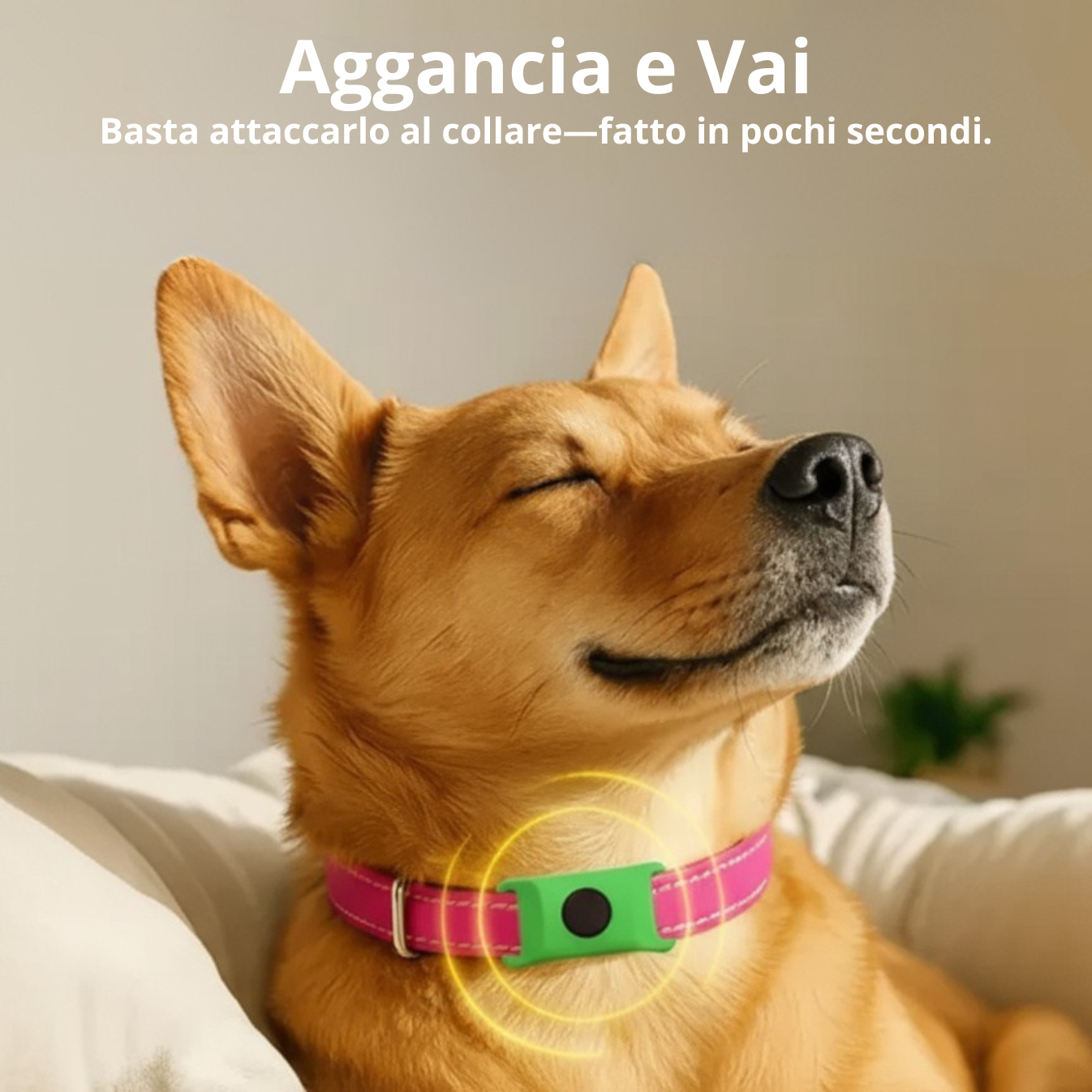 Emporio Animale™ Collare Antiparassitario Naturale per Cani - 12 Mesi di Protezione