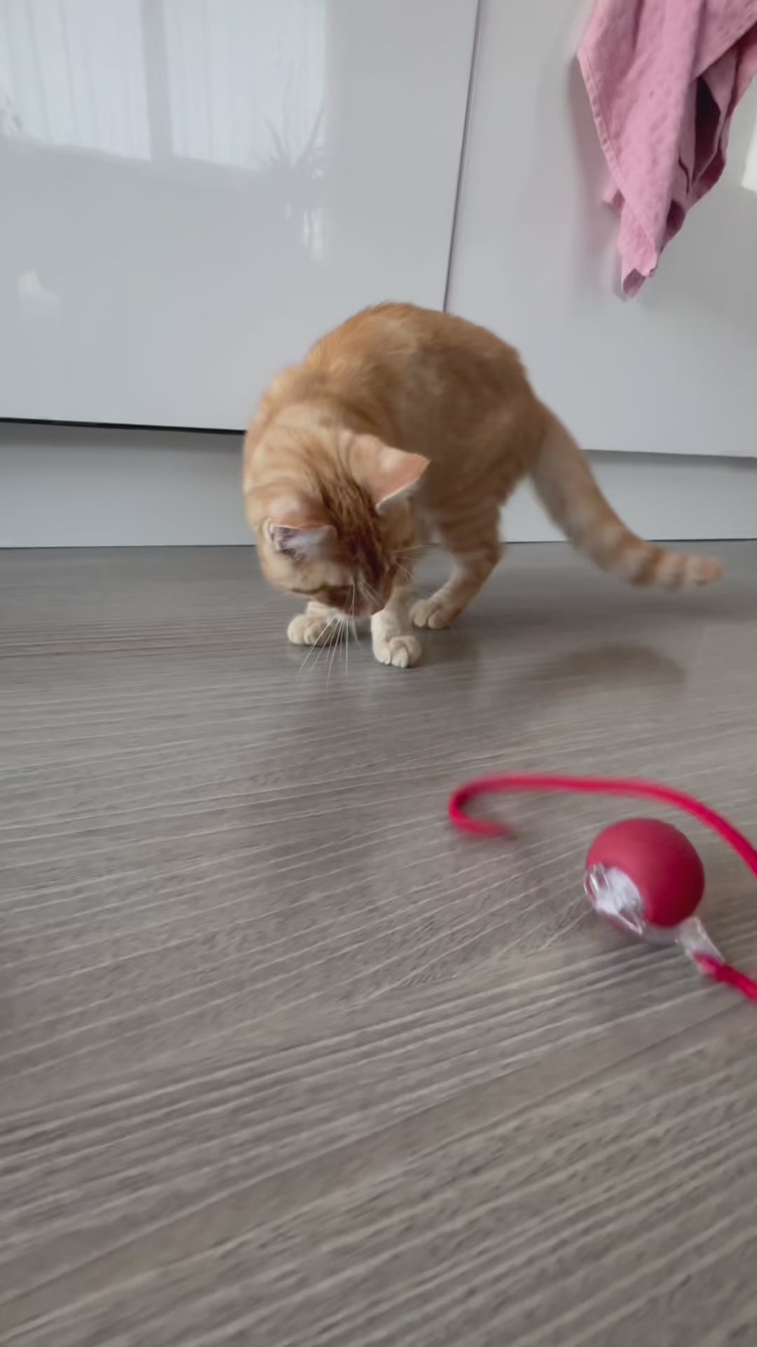 CrazyBall™ – Palla Interattiva